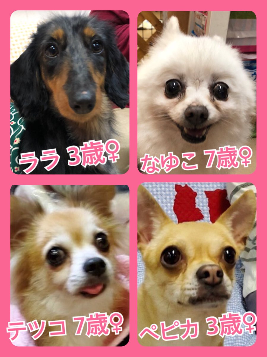 🐾今日の里親様募集中ワンコ🐶メンバーです🐾2020,2,25